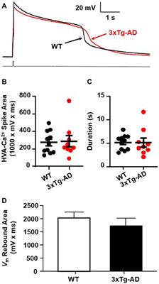 Hyperactivity of medial prefrontal cortex pyramidal neurons occurs in a mouse model of early-stage Alzheimer’s disease without β-amyloid accumulation